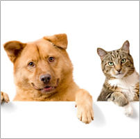 Cats & Dogs Products